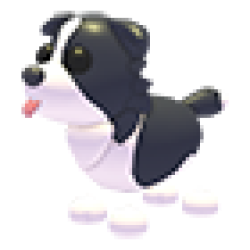 NFR Border Collie