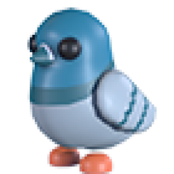 Rock Pigeon