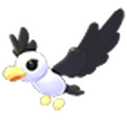 Pilot Gull