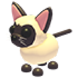 NFR Siamese Cat