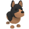 Australian Kelpie