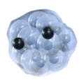 Frogspawn