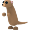 Meerkat