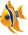 MFR Angelfish