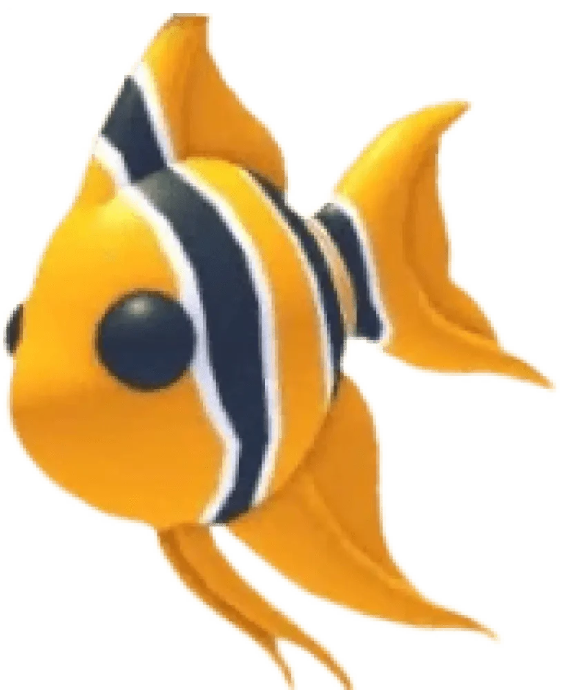MFR Angelfish
