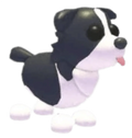 MFR Border Collie