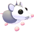 Possum