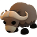 Musk Ox