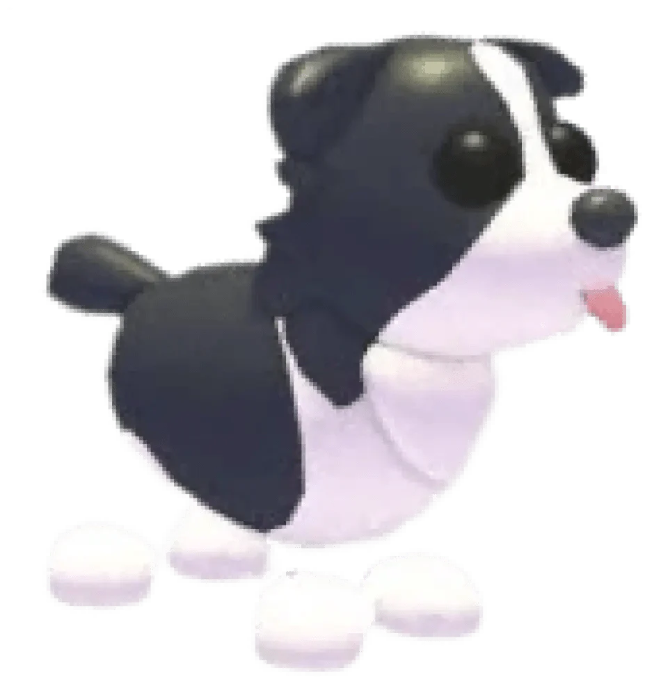 NFR Border Collie