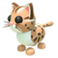 NFR Leopard Cat