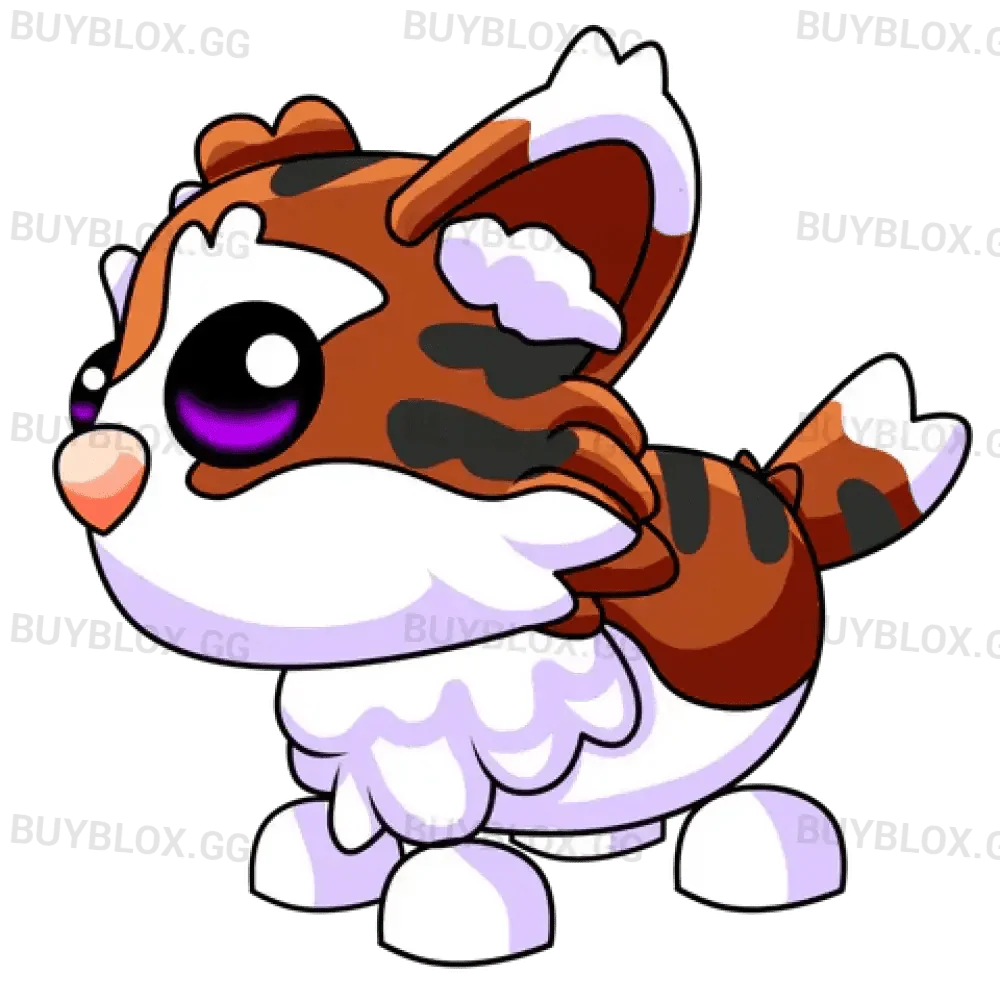 NFR Munchkin Cat
