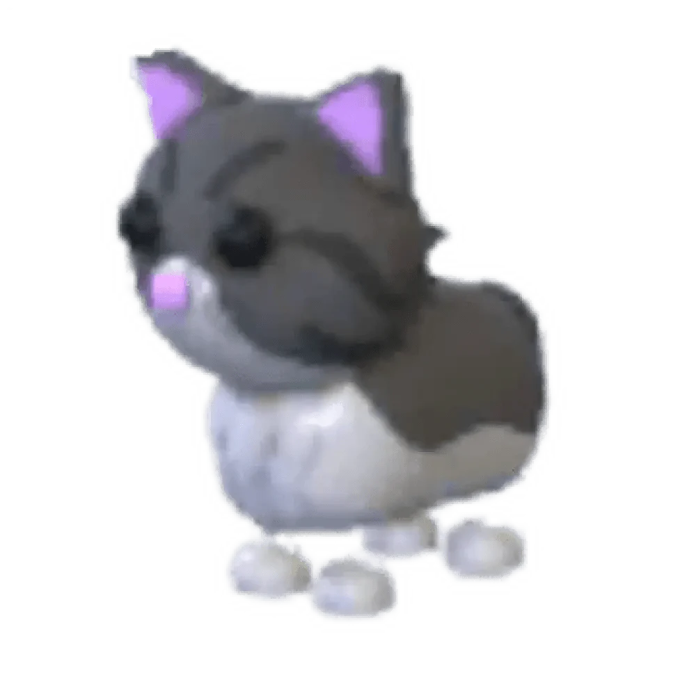 NFR Persian Cat