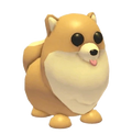 NFR Pomeranian