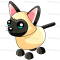 NFR Siamese Cat