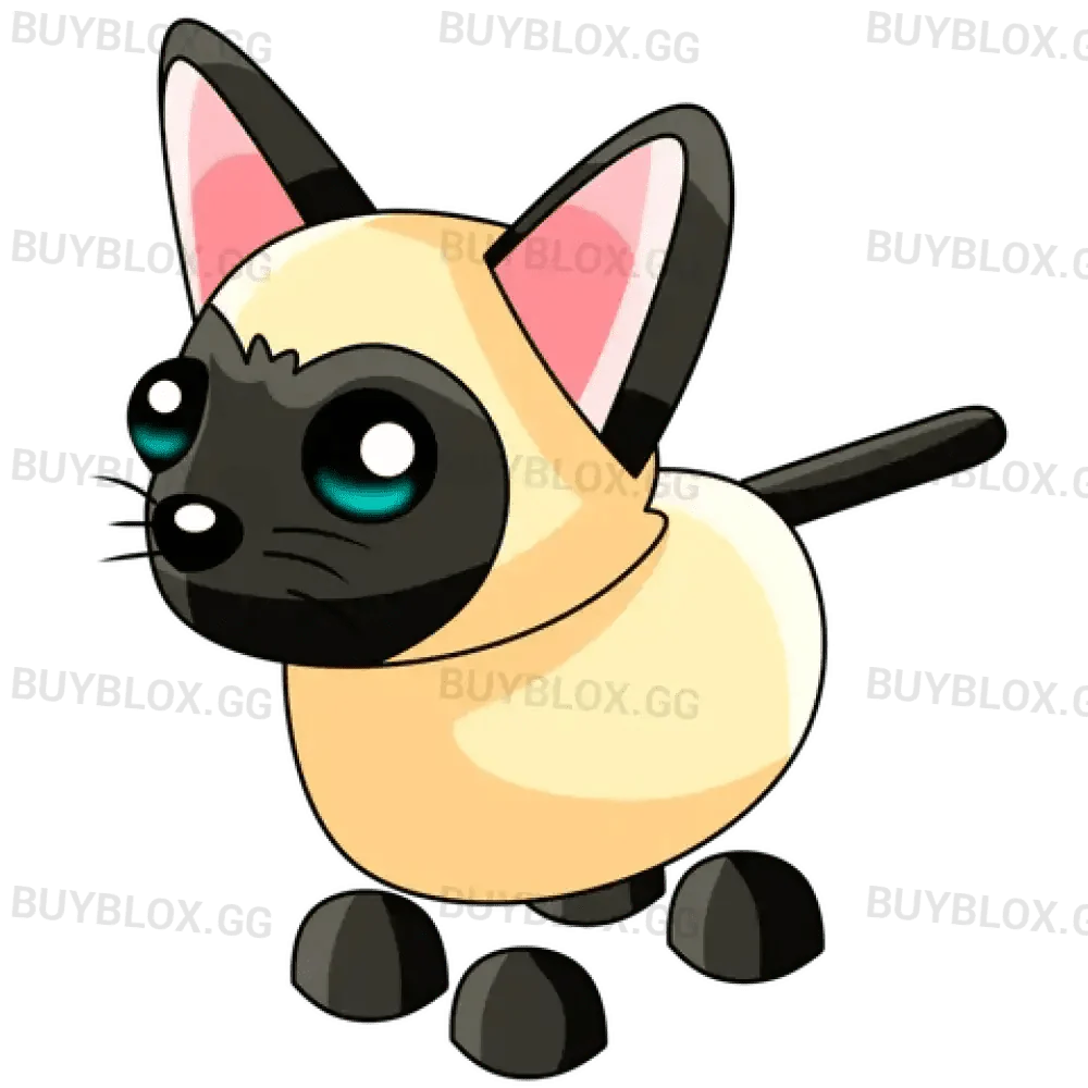NFR Siamese Cat