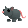 Rat