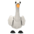 Swan